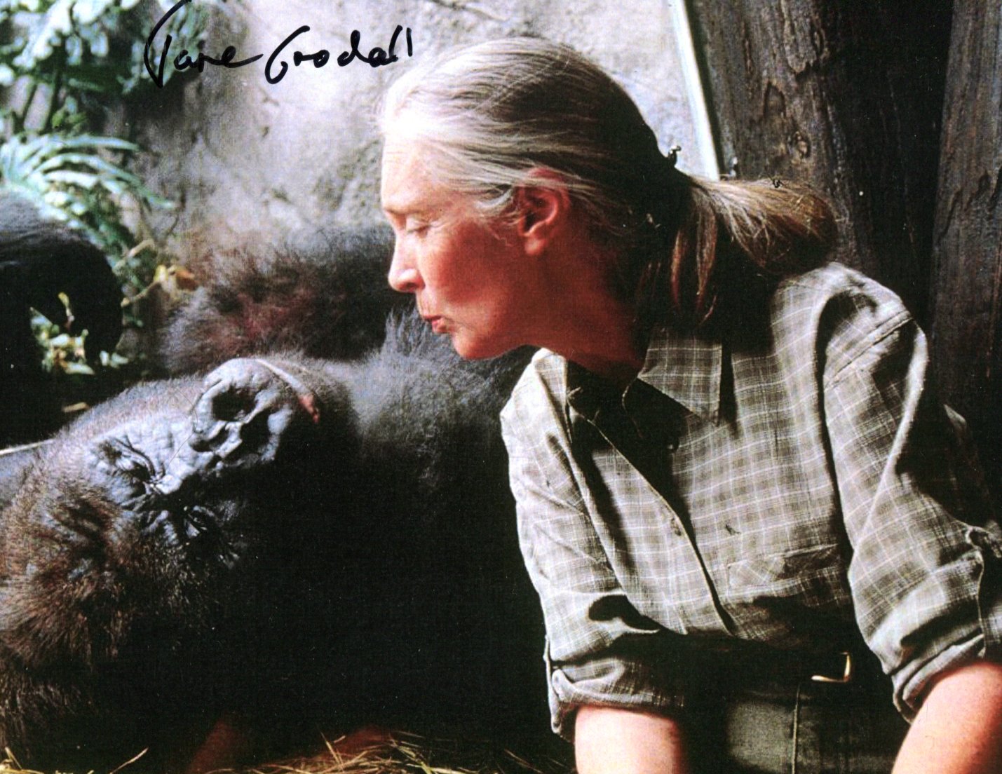 Jane Goodall Autograph Autogramm | ID 15986946670973